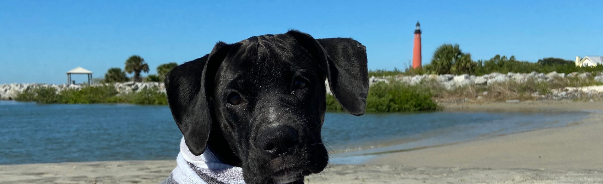 New Smyrna Beach Rentals Pet Friendly NSB Realy Team