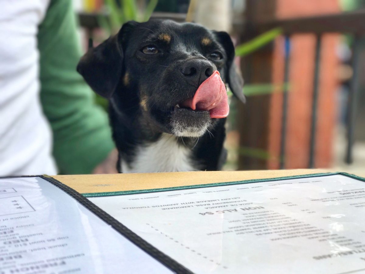 dog licking chops at restaurant