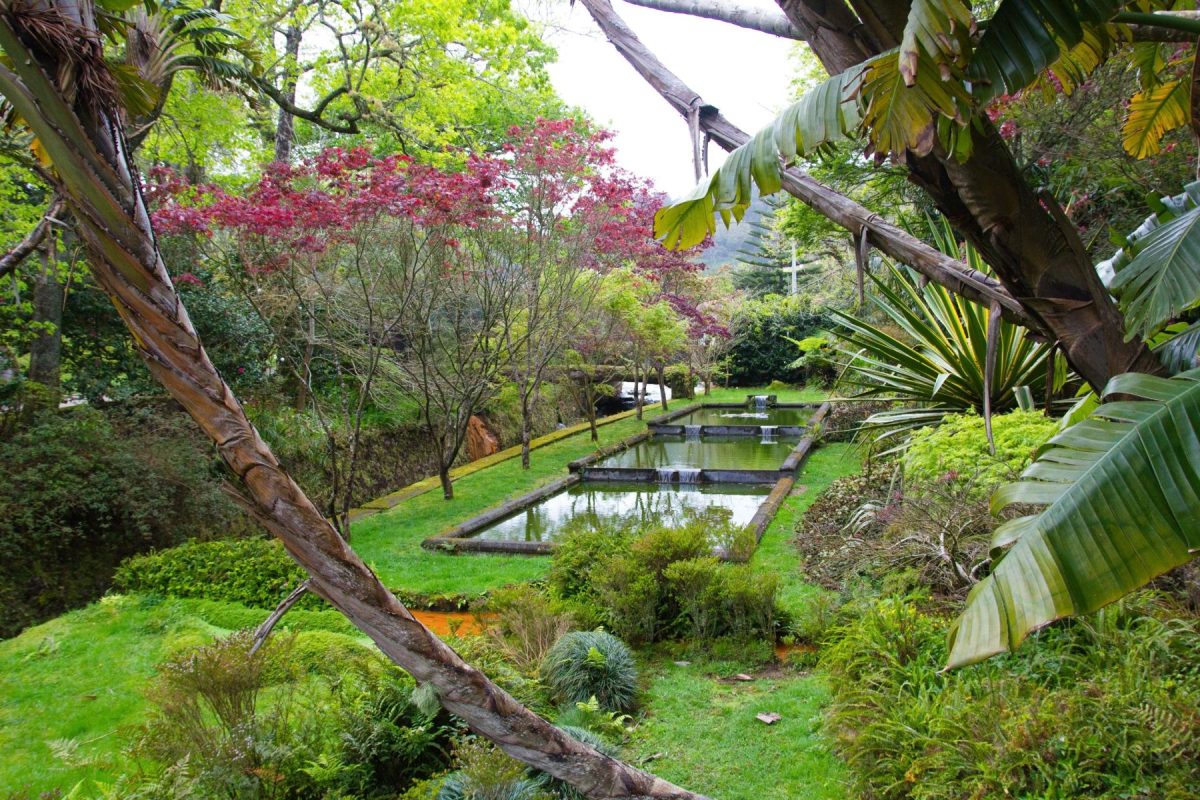 green plants near a pond