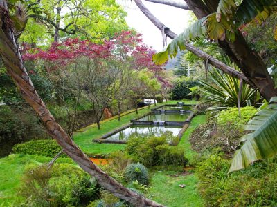 green plants near a pond
